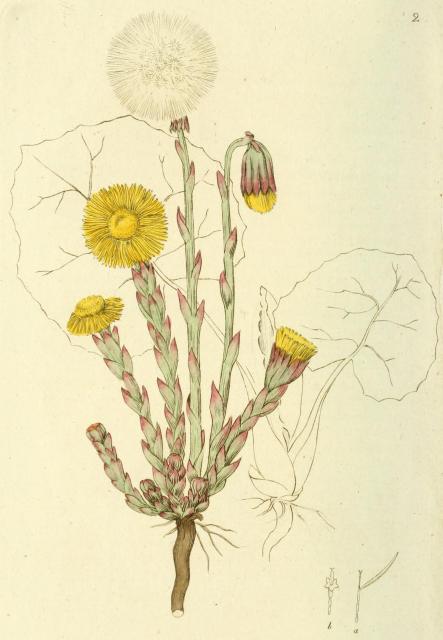 002. Tussilago farfara.