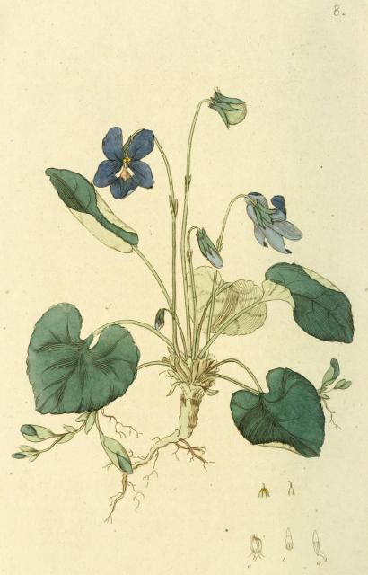 008. Viola odorata.