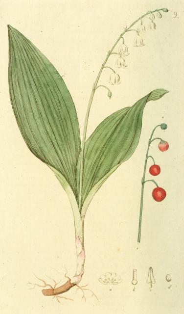 009. Convallaria majalis.