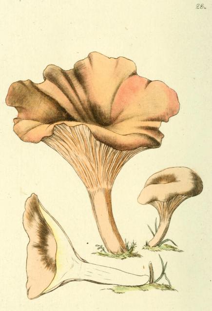 028. Merulius Cantharellus.