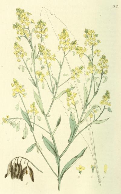 035. Isatis tinctoria.