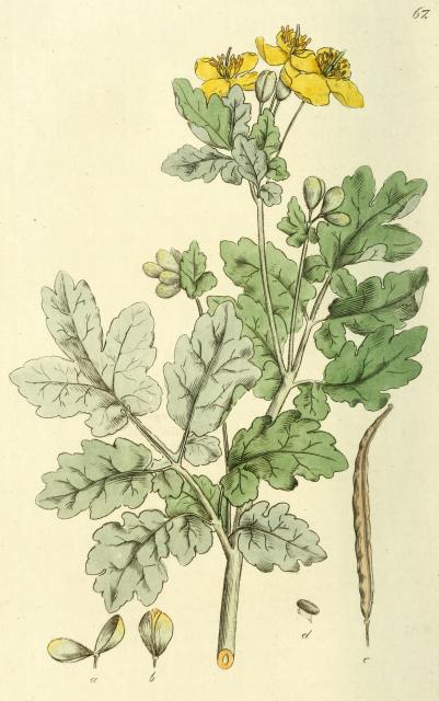 067. Chelidonium majus.