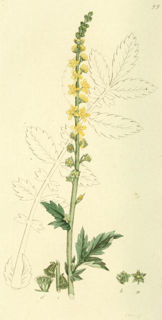 099. Agrimonia eupatoria.