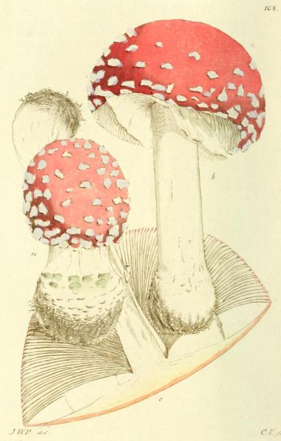 108. Agaricus muscarius.