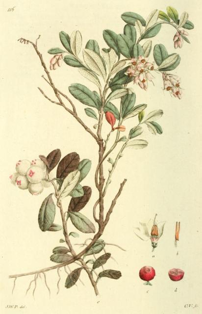 116. Vaccinium vitis-idaea.