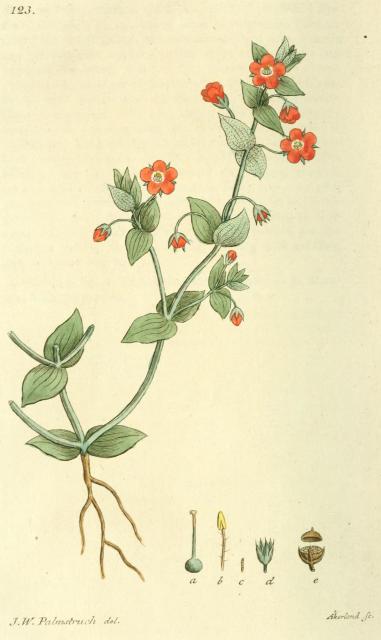 123. Anagallis arvensis.