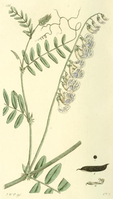 136. Vicia sylvatica.