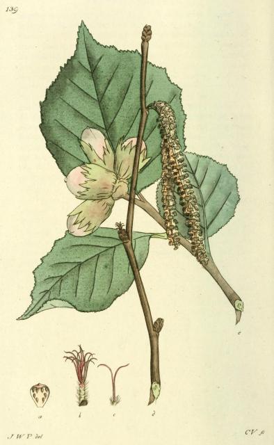 139. Corylus avellana.