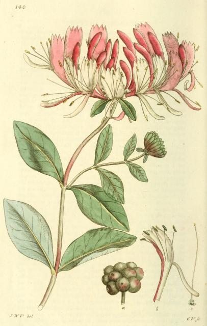 140. Lonicera periclymenum.