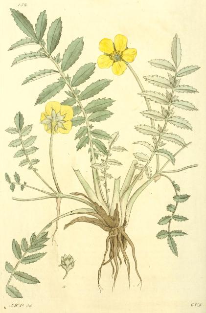 152. Potentilla anserina.