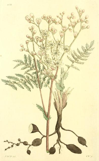 154. Spiraea filipendula.