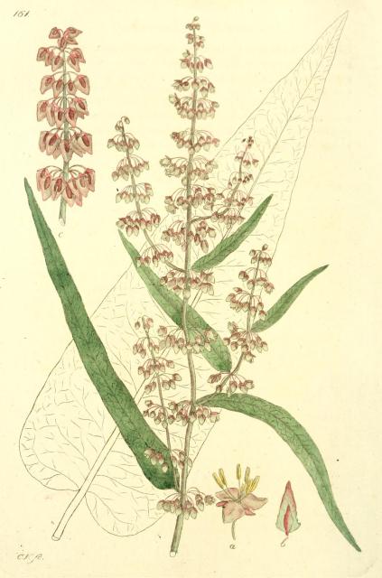 161. Rumex acutus.