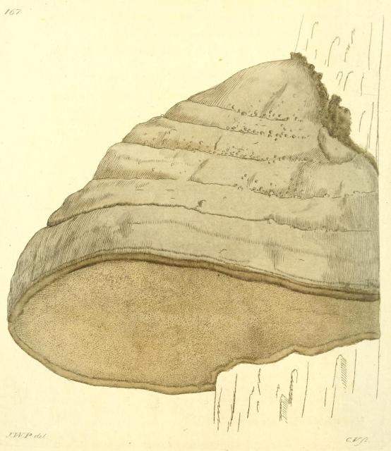 167. Boletus fomentarius.