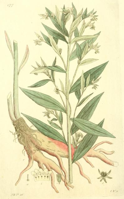 177. Lithospermum officinale.