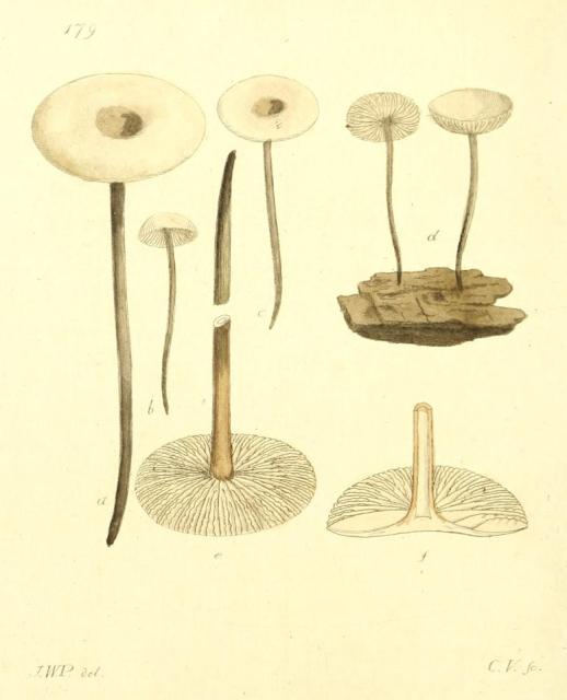 179. Agaricus alliaceus.