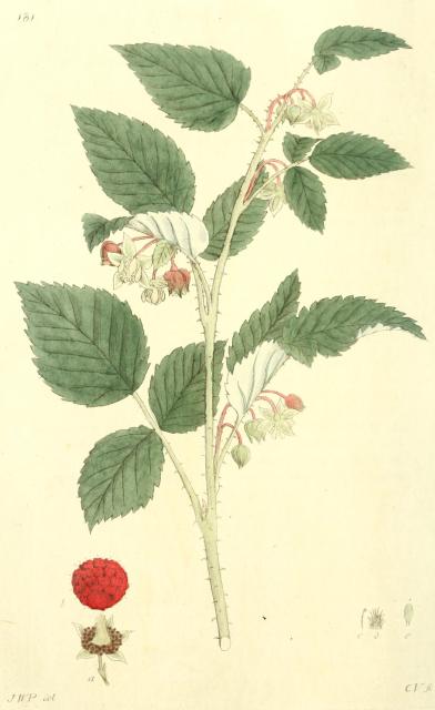 181. Rubus idaeus.