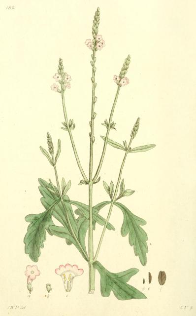 182. Verbena officinalis.