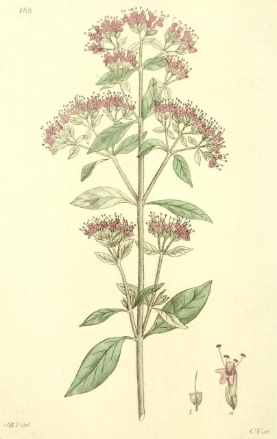 188. Origanum vulgare.