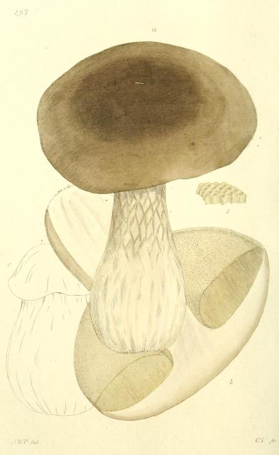 197. Boletus edulis.