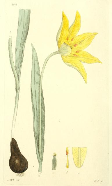 202. Tulipa sylvestris.