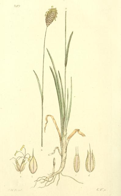 210. Sesleria coerulea.