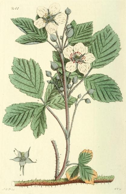 241. Rubus caesius.