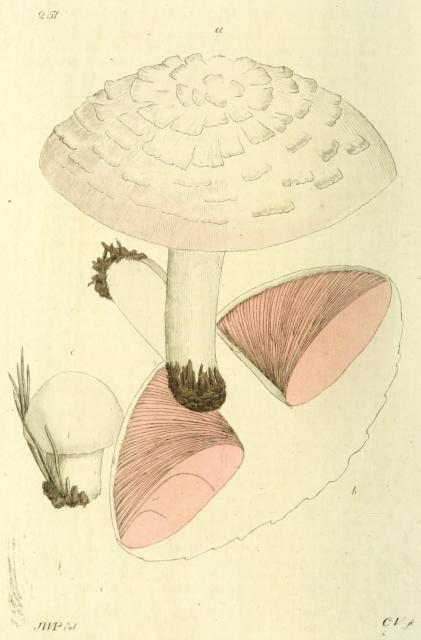 251. Agaricus campestris.