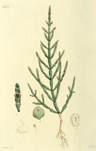 252. Salicornia herbacea.