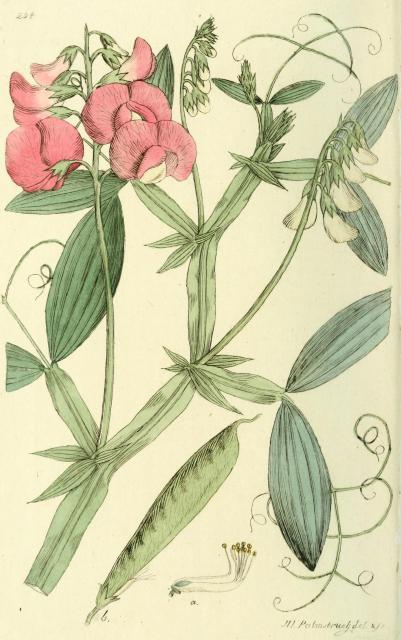 254. Lathyrus latifolius.