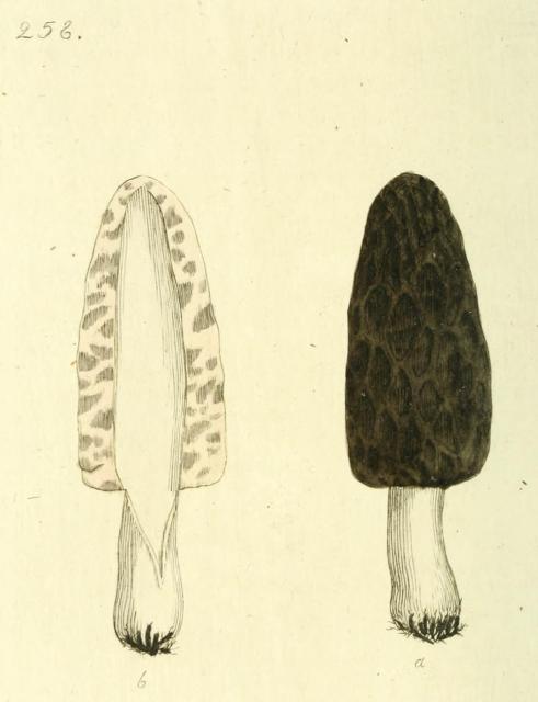 258. Morchella esculenta.