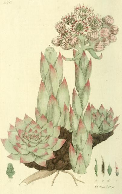 260. Sempervivum tectorum.