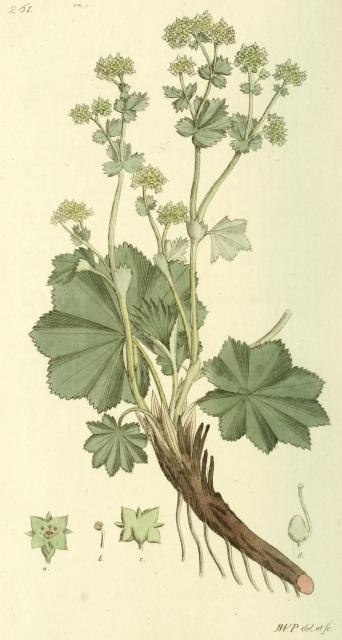 261. Alchemilla vulgaris.