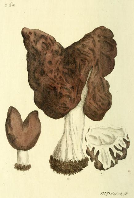 264. Helvella mitra.