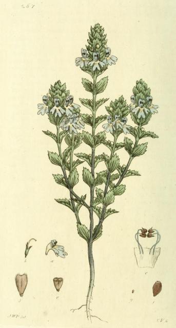 267. Euphrasia officinalis.