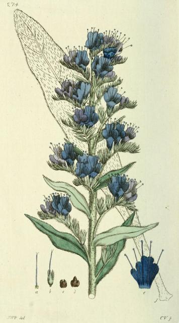 274. Echium vulgare.