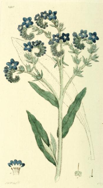 280. Anchusa officinalis.