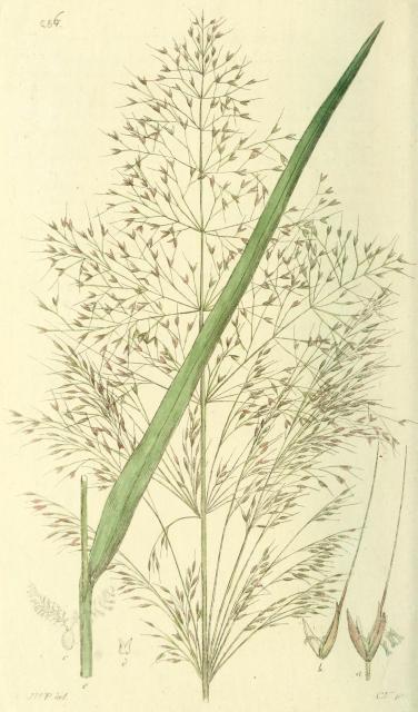 286. Agrostis spica venti.