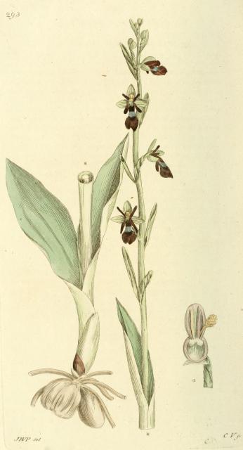 293. Ophrys myodes.