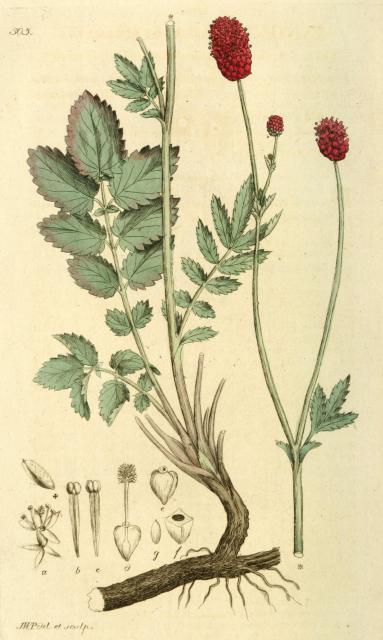 305. Sanguisorba officinalis.