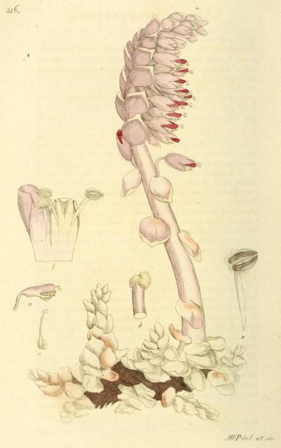 316. Lathraea squamaria.