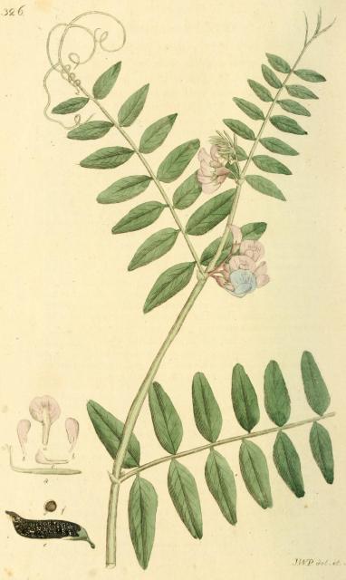 326. Vicia sepium.