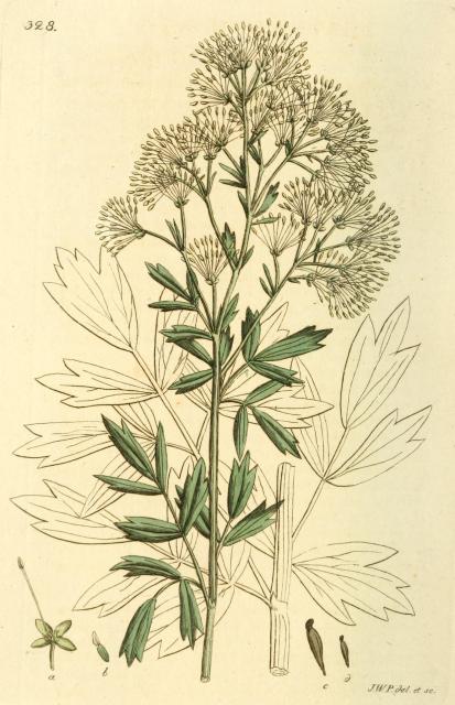 328. Thalictrum flavum.