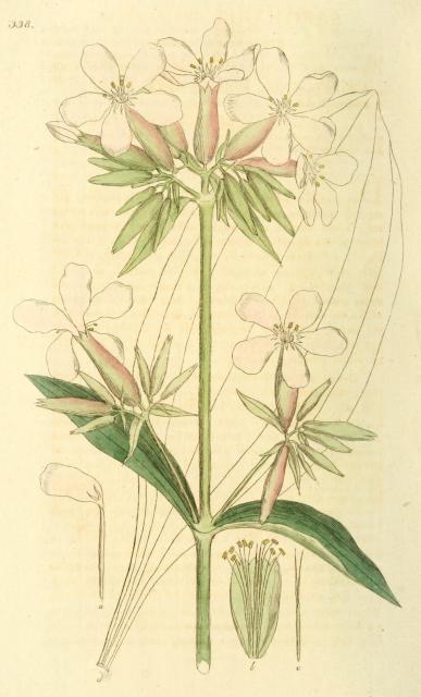 338. Saponaria officinalis.