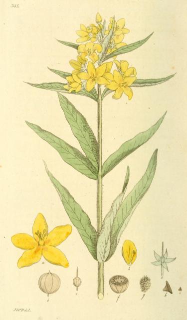 345. Lysimachia vulgaris.