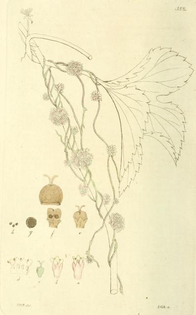 352. Cuscuta europaea.