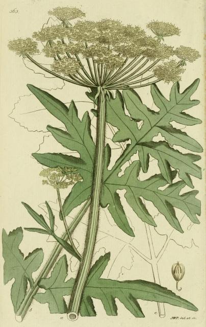 363. Heracleum sphondylium.