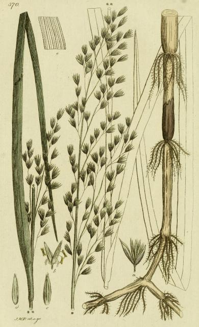 370. Festuca arundinacea.