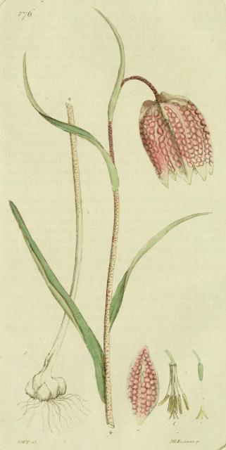 376. Fritillaria meleagris.