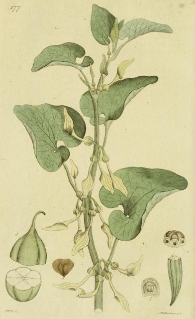 377. Aristolochia clematitis.