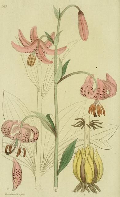 381. Lilium martagon.